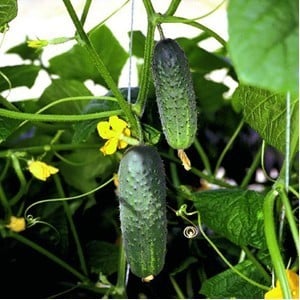 Seminte de Legume - Artist F1
