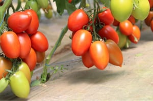 Bacalar F1, 500 sem, seminte de tomate prunisoare nedeterminate [0]