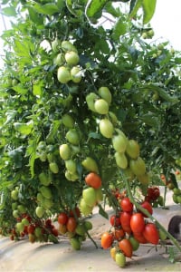 Bacalar F1, 500 sem, seminte de tomate prunisoare nedeterminate [1]