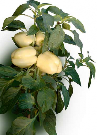Seminte de Legume - Bagoly F1