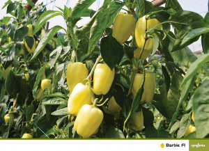 Barbie F1, seminte de ardei gras galben [2]