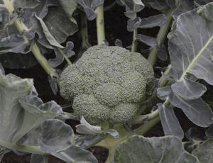Seminte de broccoli - Seminte de broccoli Batory F1, 2500 seminte