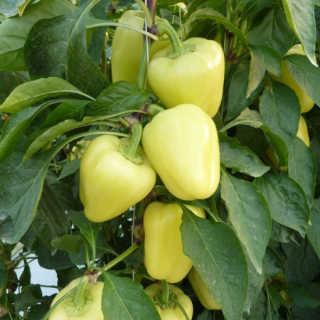 Seminte de Legume - Bibic F1