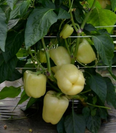Seminte de Legume - Blancina F1