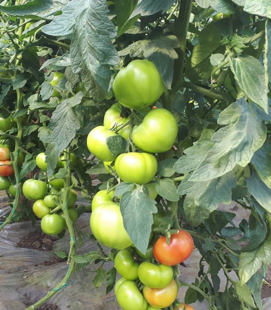 Boniusa F1, rosii roz [1]