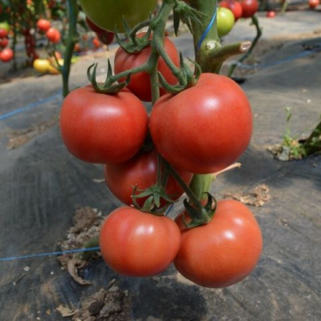 Seminte de tomate nedeterminate - Boniusa F1, rosii roz