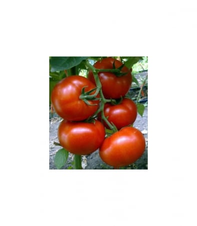 Seminte de Legume - Buran F1