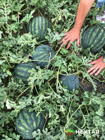 Burebista F1, seminte de pepene verde, Crimson Sweet, Hektar [2]