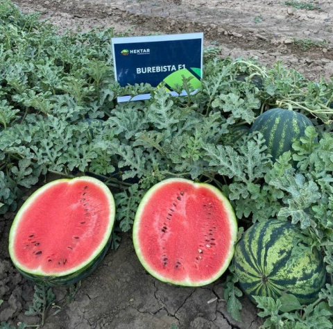 Burebista F1, seminte de pepene verde, Crimson Sweet, Hektar [3]