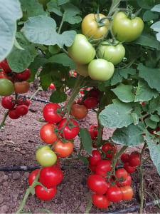 Seminte de tomate nedeterminate Ciciu F1, 500 sem [7]