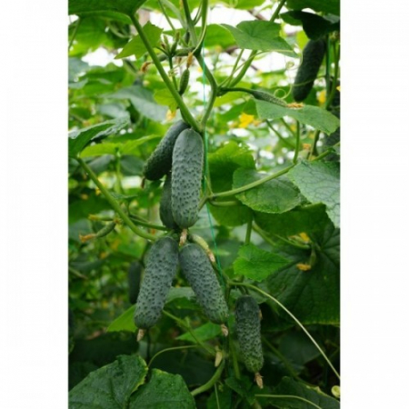 Seminte de Legume - Cod Sv 4097 Cv F1