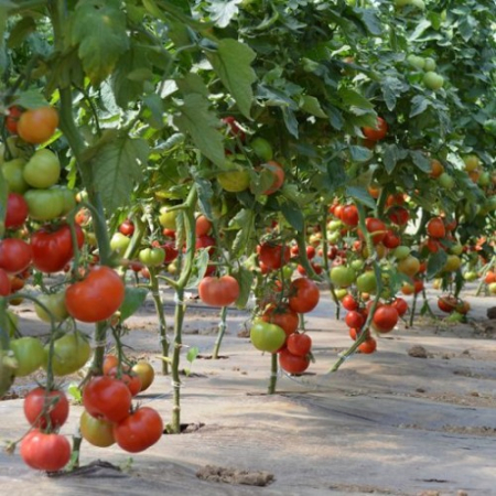 Seminte de Legume - Donnatino F1, rosii nedeterminate