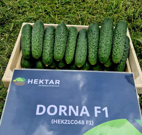 Dorna F1, seminte de castraveti [2]