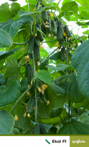 Ekol F1, castraveti cornison [1]