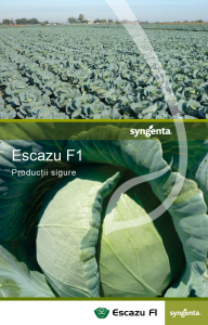 Seminte de Legume - Escazu F1