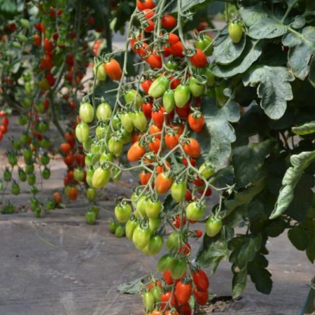 Seminte de tomate nedeterminate - Ferdinand F1, rosii cherry
