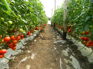 Seminte de tomate semideterminate Gravitet F1, 500 sem [1]