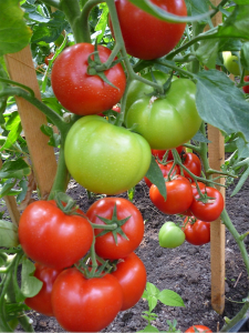 Seminte de tomate semideterminate Gravitet F1, 500 sem [2]