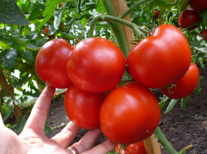 Gravitet F1, 500 sem, seminte de tomate semideterminate [3]