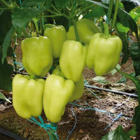 Seminte de Legume - Irene F1