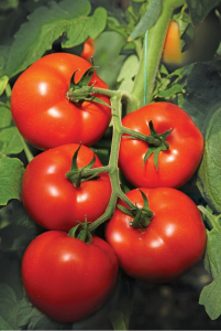 Seminte de Legume - Izmir F1, 500 sem, seminte de tomate nedeterminate