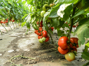Seminte de tomate nedeterminate Izmir F1, 500 sem [1]