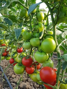 Seminte de tomate semideterminate Kaponet F1, 500 sem [0]