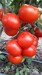 Kaponet F1, 500 sem, seminte de tomate semideterminate [4]