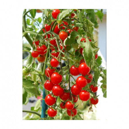 Seminte de tomate nedeterminate - Katalina F1