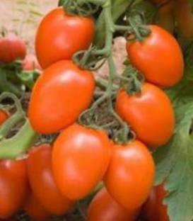 Seminte de Legume - Kilates F1