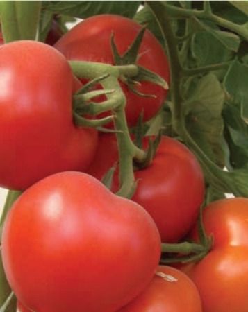 Seminte de tomate nedeterminate - Klass F1