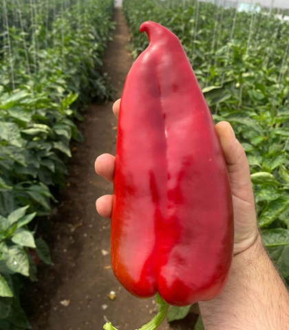 Kubat F1, seminte de ardei capia [1]