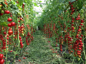 Seminte de tomate nedeterminate, cherry prunisoara, Landolino F1, 2500 sem [0]