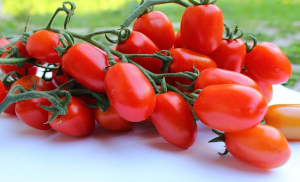 Seminte de tomate nedeterminate, cherry prunisoara, Landolino F1, 2500 sem [1]