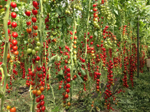 Seminte de tomate nedeterminate, cherry prunisoara, Landolino F1, 2500 sem [2]