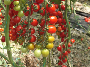 Seminte de tomate nedeterminate, cherry prunisoara, Landolino F1, 2500 sem [3]