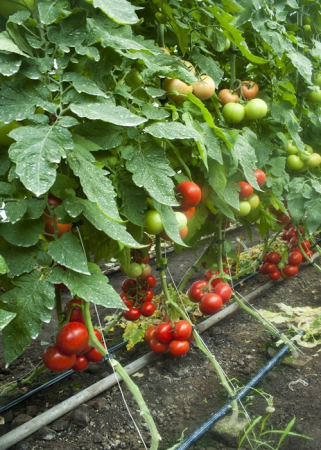 Seminte de tomate nedeterminate - Lilos Rz F1
