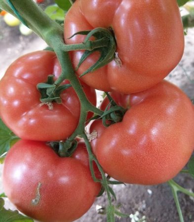 Seminte de Legume - Loara F1