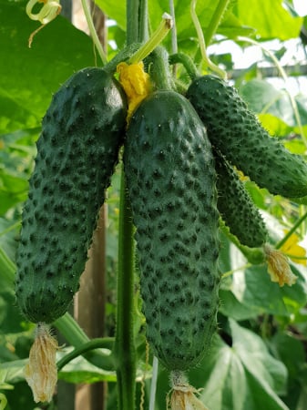 Seminte de Legume - Madrilene F1