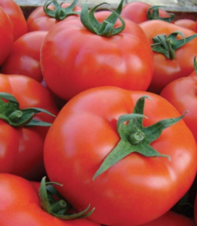 Seminte de tomate nedeterminate - MCSU 07 F1 ( SAHMAT F1 )