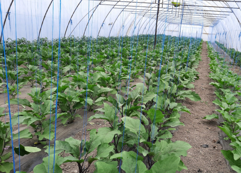 Minerva F1, seminte de vinete, Hektar [3]