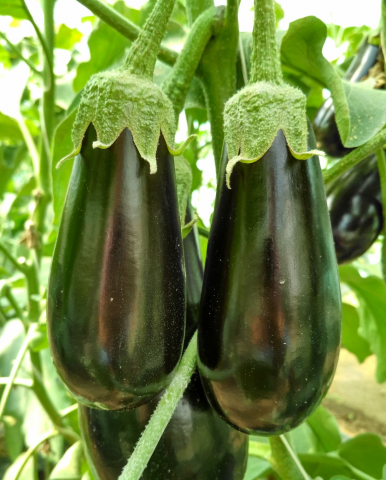 Minerva F1, seminte de vinete, Hektar [2]