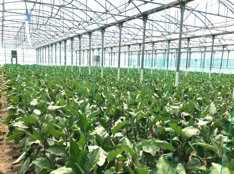 Minerva F1, seminte de vinete, Hektar [1]