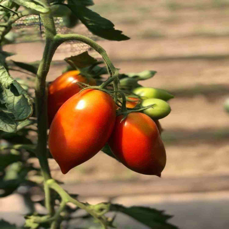 Seminte de tomate nedeterminate - Mirely F1