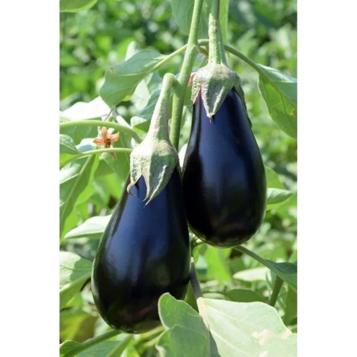 Mirval F1, seminte de vinete [1]