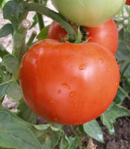 Seminte de tomate nedeterminate - Naslada F1, 5 grame, Opal, seminte de rosii