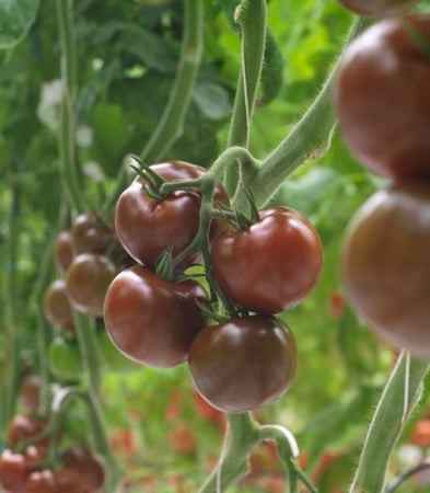 Seminte de tomate nedeterminate - Olmeca F1 
