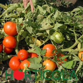 Seminte de tomate determinate Bobcat F1, 1000 sem [1]
