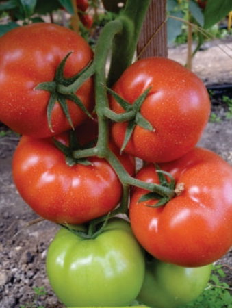 Seminte de tomate nedeterminate - Panekra F1