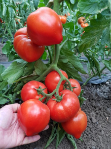 Seminte de tomate semideterminate Pekonet F1, 500 sem [0]